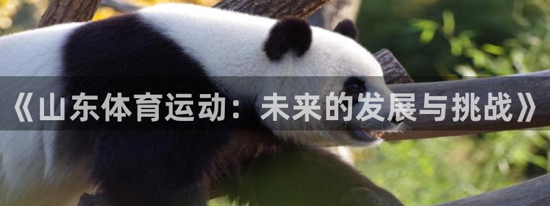 成都金熊猫体育