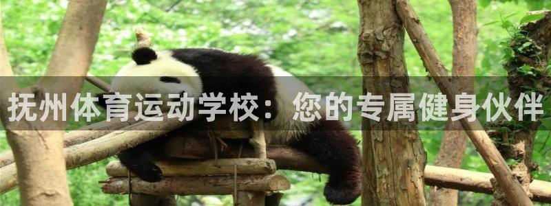 熊猫体育手机版