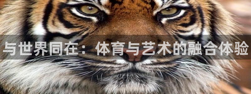 熊猫体育官网首页入口